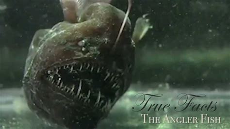 True Facts About The Angler Fish .